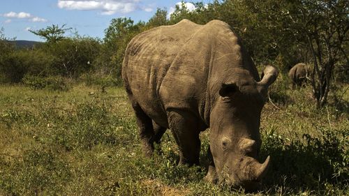 Side view of rhinoceros in forest against cloudy sky