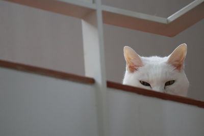 Close-up of white cat at home