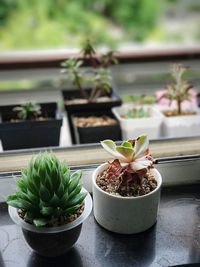 Potted plants on table