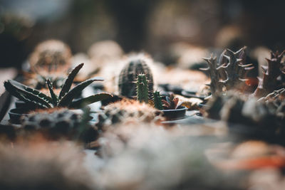 Close-up of succulent plant on field during winter