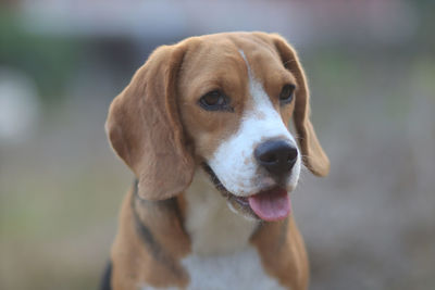 Close-up of a dog looking away