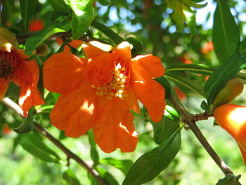 Close-up of orange flower tree