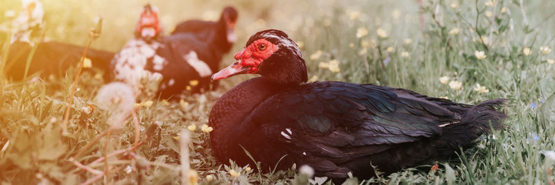 Male and female musk or indo ducks on farm grass. breeding poultry in small scale domestic farming