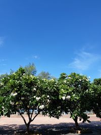 Trees on beach against blue sky