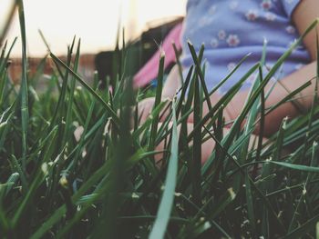 Close-up of grass growing on field