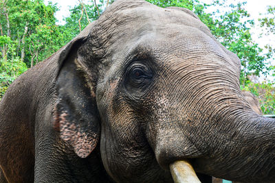 Close-up of elephant