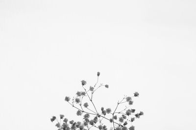 Low angle view of flowers against clear sky