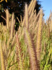 Close-up of stalks in field against sky