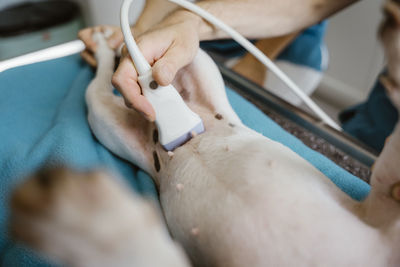 Hand of male veterinarian doing ultrasound on dog's abdomen in clinic