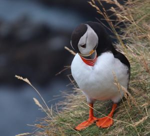 Single puffin nesting