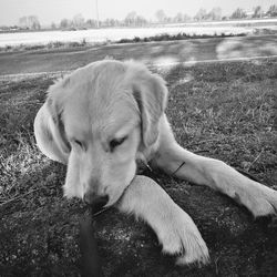 View of a dog relaxing on field