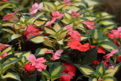 Close-up of red flowering plants