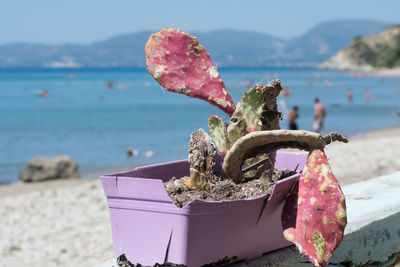 Close-up of cactus  plant  on land against sea