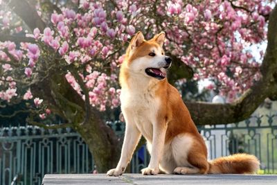 View of a dog looking away