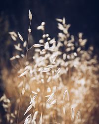 Close-up of plants growing on field