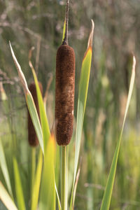 Close-up of plant growing outdoors