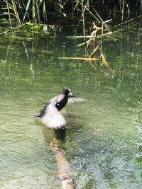 Bird perching on a lake