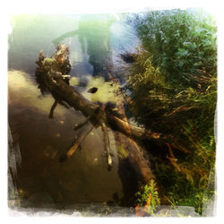 Bird on tree trunk