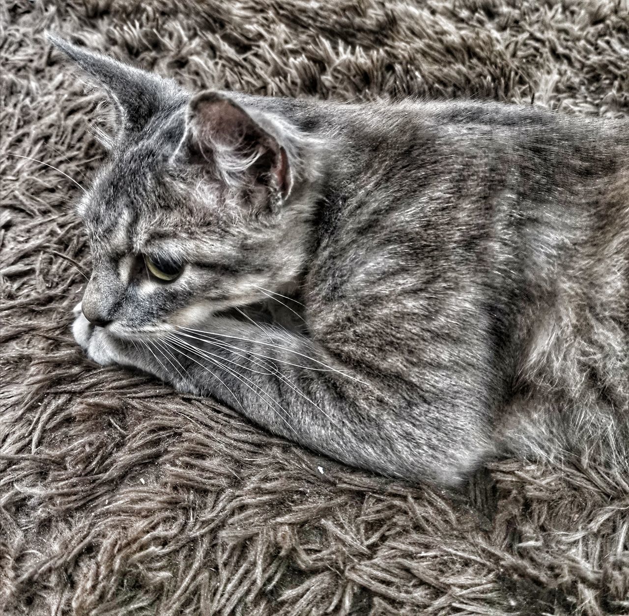 CLOSE-UP OF CAT SLEEPING IN THE DARK