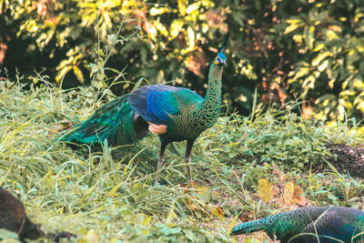 Peacocks walk