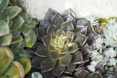 High angle view of succulent plant