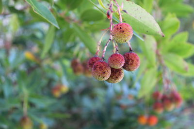 Close-up of pink lychee