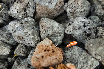 Close-up of insect amidst stones