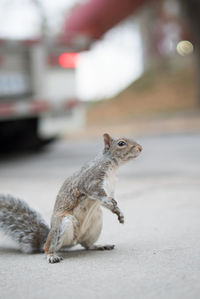 Close-up of cat against sky