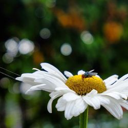 Close-up of honey bee on flower