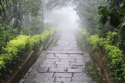 Walkway amidst trees in forest