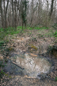 Trees in forest