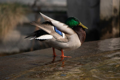 Close-up of duck perching on lake