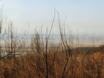 Bare trees against clear sky