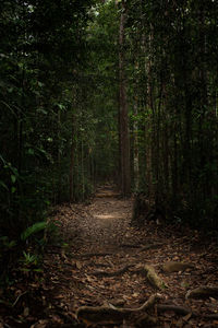 Footpath amidst trees in forest