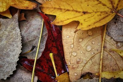 Close-up of dry maple leaves during autumn