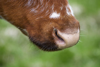 Close up of a cow nose