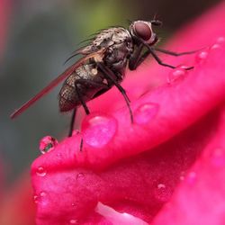 Close-up of insect on flower