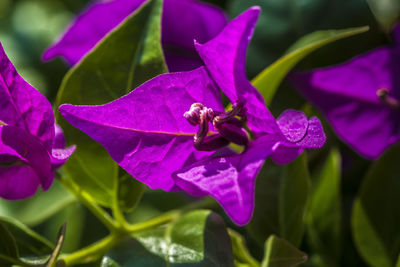 Close-up of purple flowers blooming outdoors