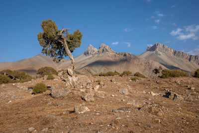 Trees on desert against blue sky