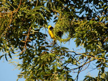 Low angle view of bird perching on tree against sky