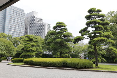 Trees in city against sky