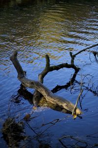 Reflection of tree in lake