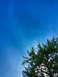 Low angle view of tree against blue sky