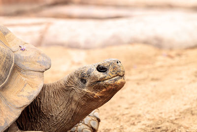 Sierra negra tortoise chelonoidis nigra guntheri is part of the galapagos island giant tortoises.