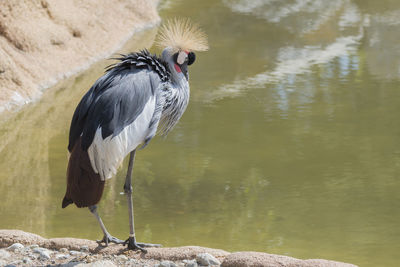 Bird perching on rock by lake