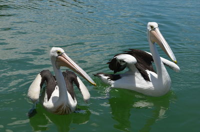 Swans swimming in lake