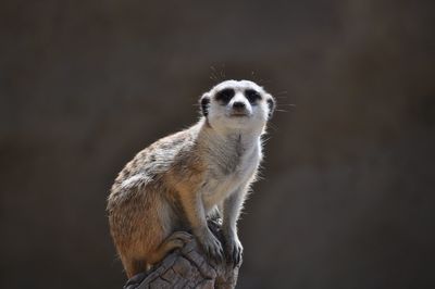 Portrait of meerkat on wood