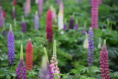 Close-up of purple flowering plants