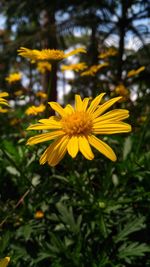 Close-up of yellow flower