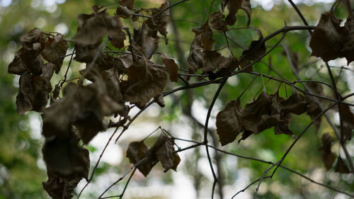 Close-up of leaves on tree